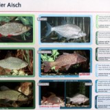 2309F 134 Aisch Radweg